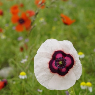 Papaver pannonicum (white form)